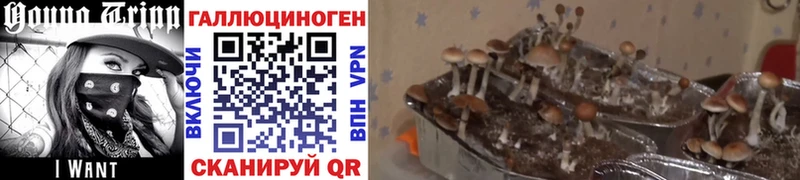 Псилоцибиновые грибы Psilocybine cubensis Теберда